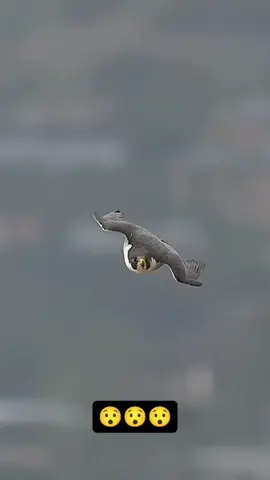 #CapCut #END #💀 #foryou #🦅 