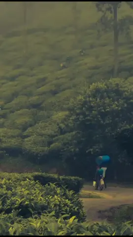 🕊️🍃🥀 . . . . . . . . . . . . . . . . . . . . . . . . . . . . . . . . . . . . . . . . . . . . . #status #viral #foryoupage❤️❤️ #trending #loveyou 