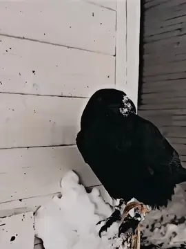 This is the smartest animal from the bird class that has super intelligence..#Intelligence #puzzle#fyp#foryoupage#viral#fypage #viraltiktok#tiktok 