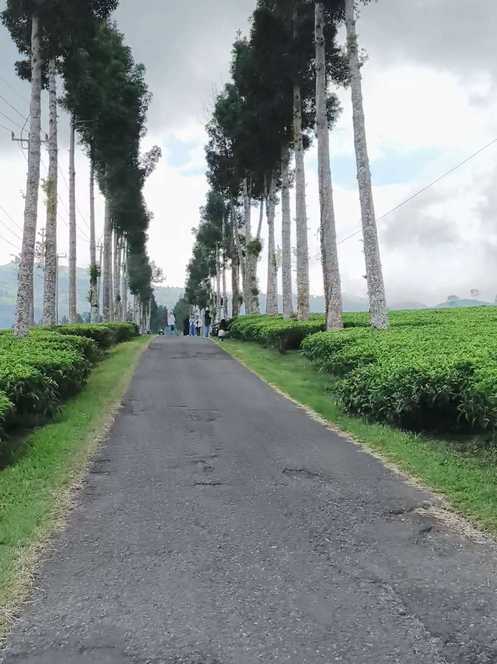 jalan cibuni estate. #rancabali#ciwidey#sunmoriciwidey#viral#fyp