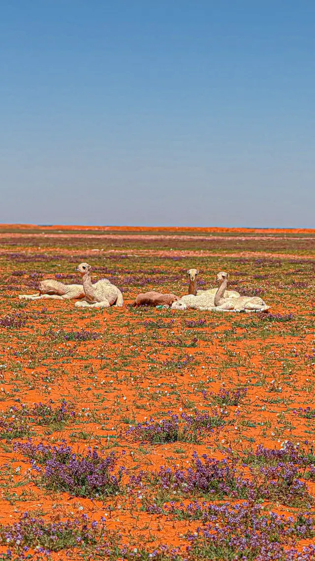 #كشته_طلعه_بر_وناسه #خالد_الحنيفات