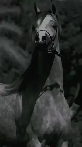 من يغيب عنك انساه  #عبارات  #خواطر  #اقتباسات  #اقتباسات 