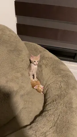 There can be only one king #cat #catsoftiktok #funnyvideo #fyp #pet 