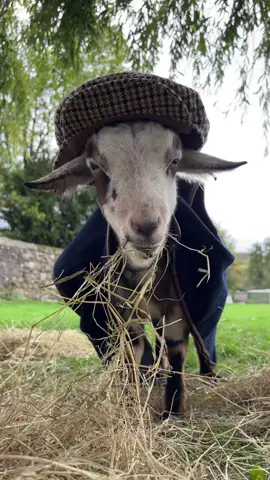 “As a seen me  screwdriver?” 🤣 #yorkshire #goats #fyp #goatsoftiktok #country #schoffell 