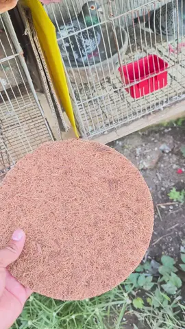 Pigeon nest mat. gustong gusto ng mga ibon ko. hahaha.  mas komportable daw maglimlim. sabi hahahaha #madmonkeypigeons #kalapati #fyp #pugaran #pigeonnest 