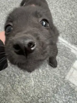 🐶🤏 #pet #dog #puppy 
