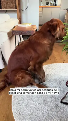 😭💔💔🙏🙏😭😭 #pregnancy #boyfriend #police #vet #dog