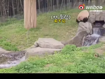 福豬豬找眼鏡 水怪把豬豬的眼鏡藏起來了 😆😆😆😆