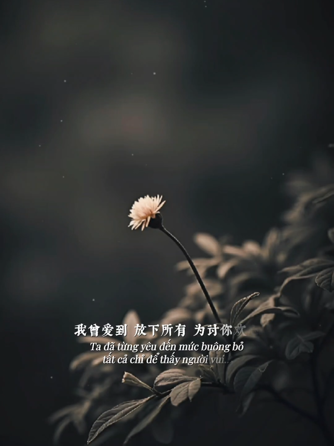 Từ nay về sau ta chờ gió, chờ mưa không chờ người... #nhachaymoingay #nhactrung 