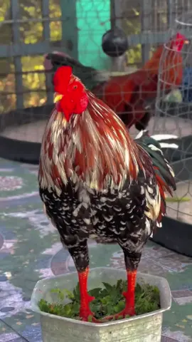 Chiến Kê nào ,ae fl mình để ngắm nhiều gà đẹp nhé 🥰🥰#xuhuong #gadep #gàchiến #miềntây #thịnhhành 