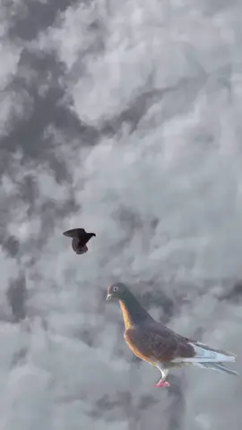 #علي#صياح#عاشق #لمياز #شعب_الصيني_ماله_حل😂😂 