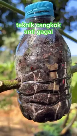 cangkok dengan media botol bekas #tipsmenanam #fyp 