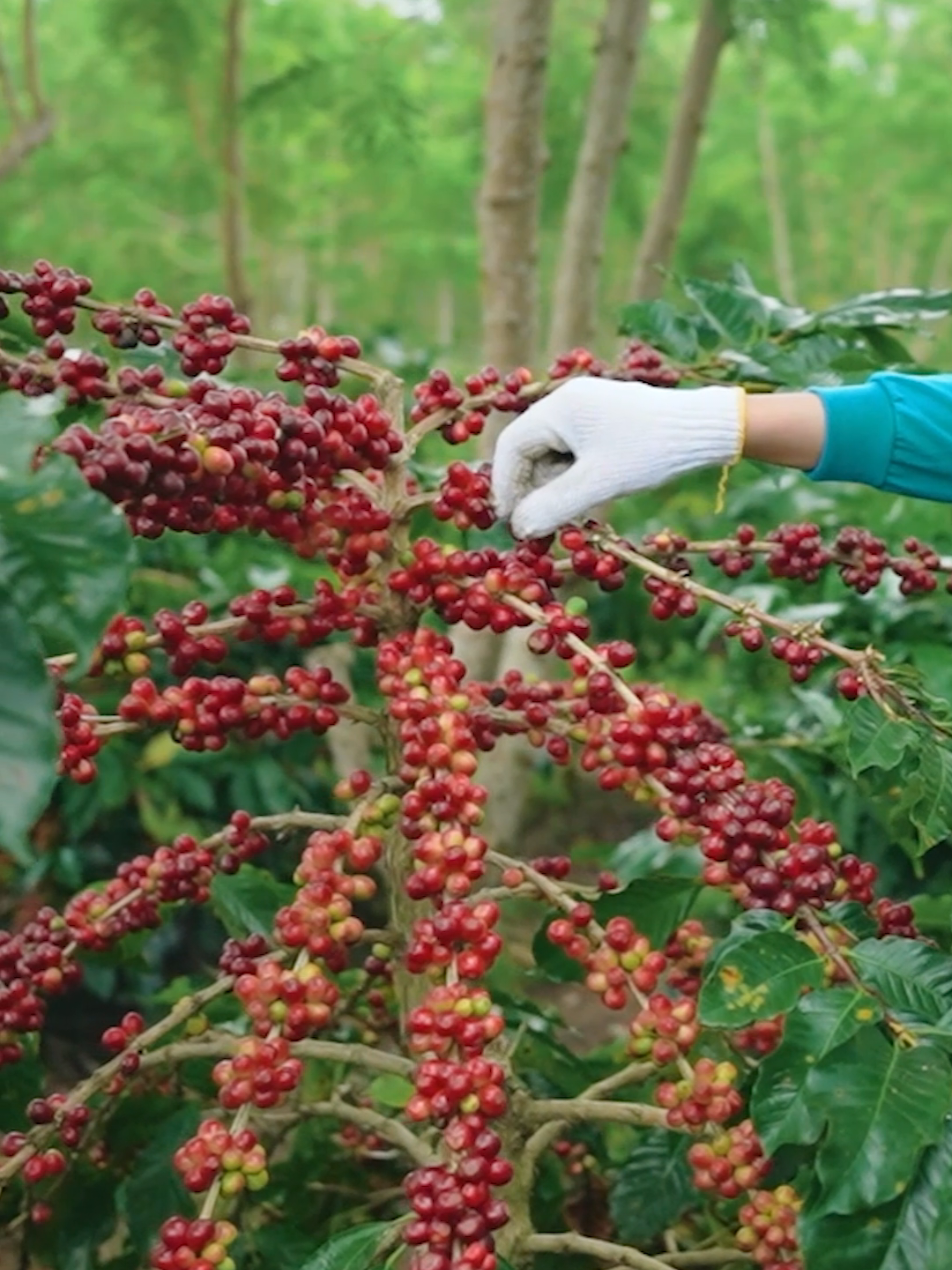 Agroforestry merupakan sistem bertani yang menggabungkan pohon dengan tanaman pertanian atau perkebunan dalam satu lahan. Sistem ini memiliki peran untuk menjaga keseimbangan alam, memperbaiki kualitas tanah, dan melindungi lingkungan dari kerusakan. Dalam budidaya kopi, agroforestry sangat erat kaitannya dengan keberadaan tanaman penaung. Pohon-pohon penaung berfungsi mengatur mikroklimat, menjaga kelembapan tanah, dan membuat lingkungan tumbuh lebih seimbang. Dengan kondisi tersebut, tanaman kopi lebih tahan terhadap perubahan iklim, hasil panen lebih stabil, dan kualitas bijinya juga lebih baik dibandingkan kopi yang ditanam tanpa penaung. Tanaman penaung bukan hanya pelindung, tapi juga penentu kualitas dan keberlanjutan produksi kopi. 🌱 #kopi #kebunkopi #usahaberkah