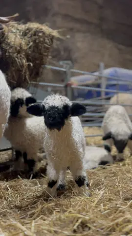 Adorable valais blacknose sheep #LanguageLearning #tiktok #baby #fouryou #cute #fyp #farm #animals #sheep #lamb #fouyour #funny 
