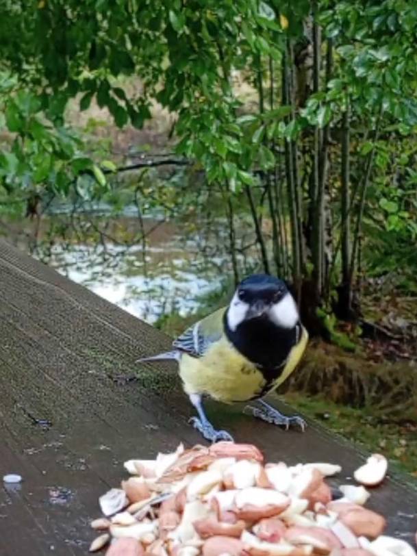 Great Tits, Blue Tits and chaffinches #wildlifegarden #birdfeeding #greattit 