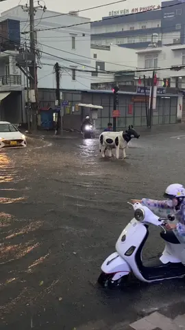 🐮:Chưa bao giờ hỏi t có muốn hay không☺️#phanthiet #86binhthuan #thanhphobien 