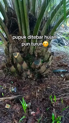 #sawitjambi#sawitontiktok#sawit#petwni#foryoupage #foryou #fyp #followme #tiktok #bismillahfyp #fyppppppppppppppppppppppp 