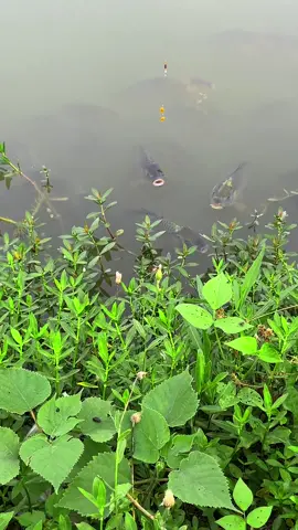 Câu Cá Là Dễ Mà #TikTokAwardsVN #cauca #fishing #xuhuong #caucagiaitri 