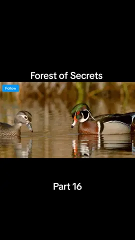 Forest of Secrets Part 16 #wildlife #wildanimals #documentary #trending #viral 