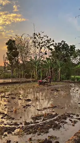 Penak”e #petanimuda #petanimilenial #petaniindonesia🇮🇩🇮🇩🇮🇩🌿🌿 #traktorsawah 