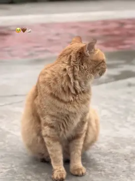 #🦢 #🤎 #