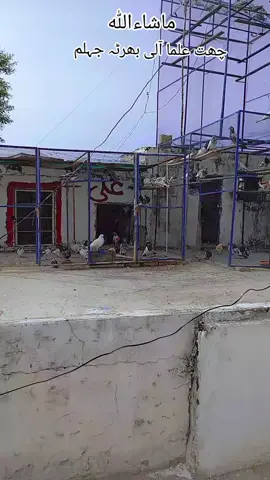 ماشاءﷲ 🥰#kabooterbazi #growmyaccount✅ #unfreezkardoaccountplzz😭🙏🙏 #for you viral video #creatorsearchinsights 