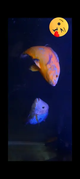 #fypagee 