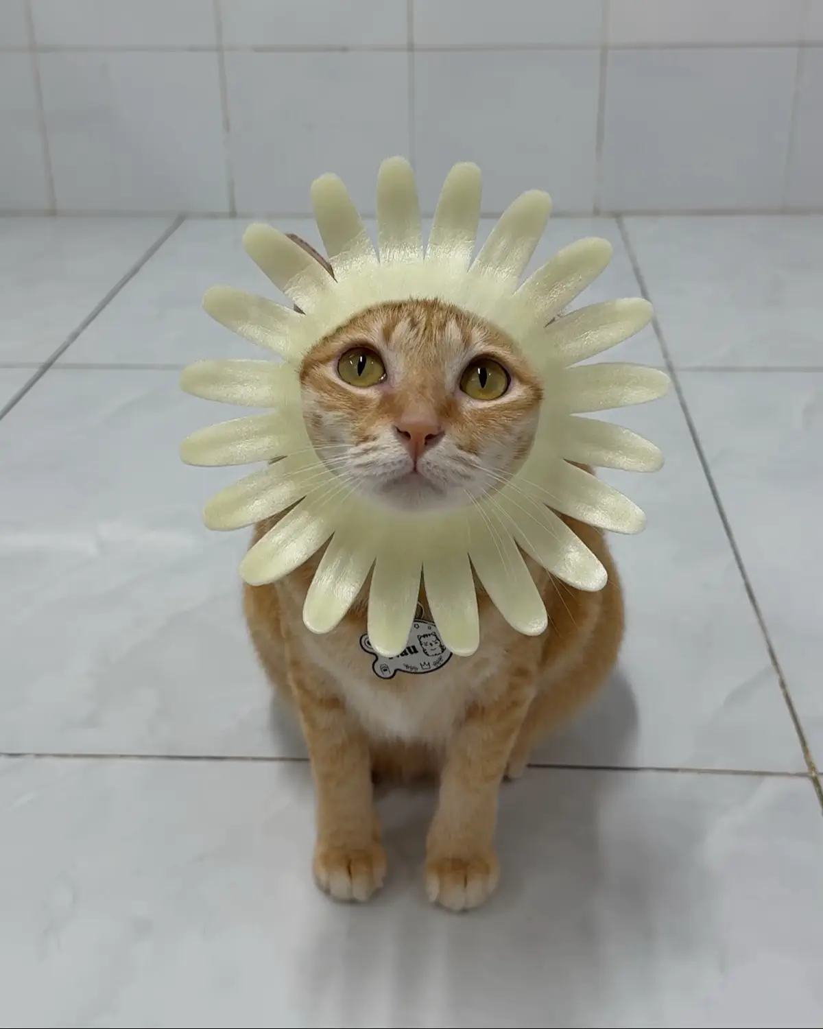 1 vườn bông lông 🌻