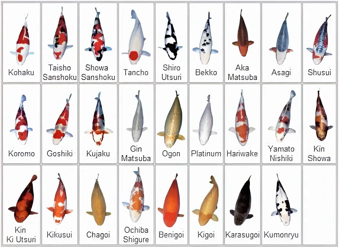 #fish #saikoi #ikankoiindonesia #koifish #koi 