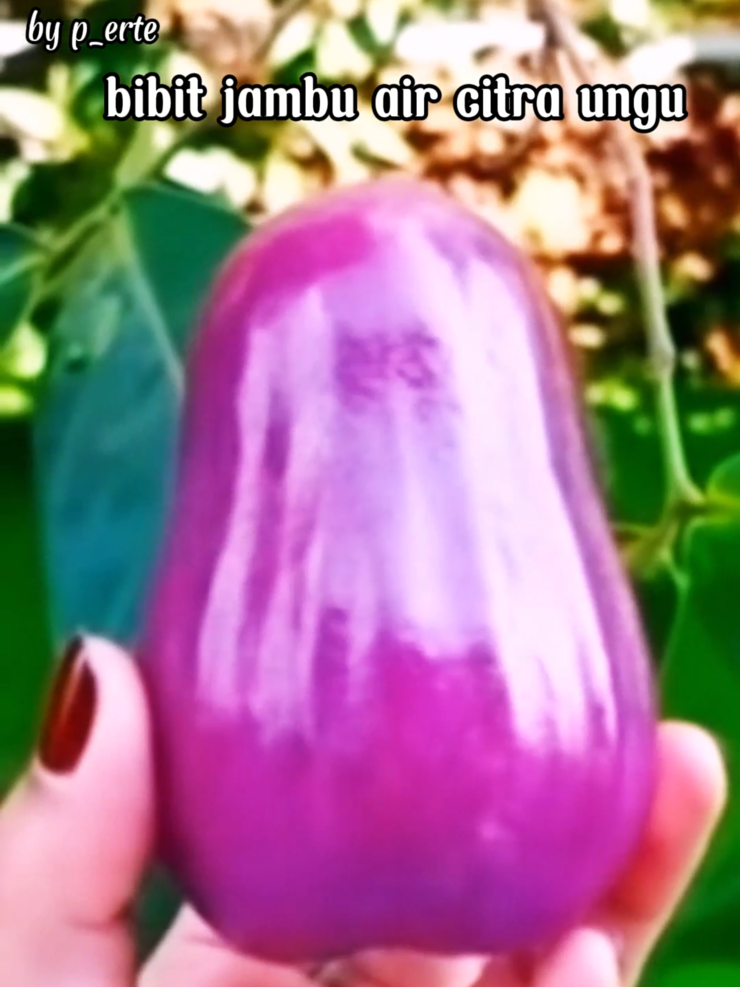 bibit jambu air citra ungu perawatan gampang berbuah manis renyah bikin ngiler #promoguncang1010 #berkebundirumahaja #gajiansale #modalkontendoang #fy #fyp #foryoupage