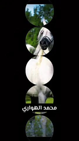 #CapCut #عاشق_الخيل_محمد_الهواري #محمد_الهواري #الهواري #الهواري_حفيد_من_صنعو_التاريخ 