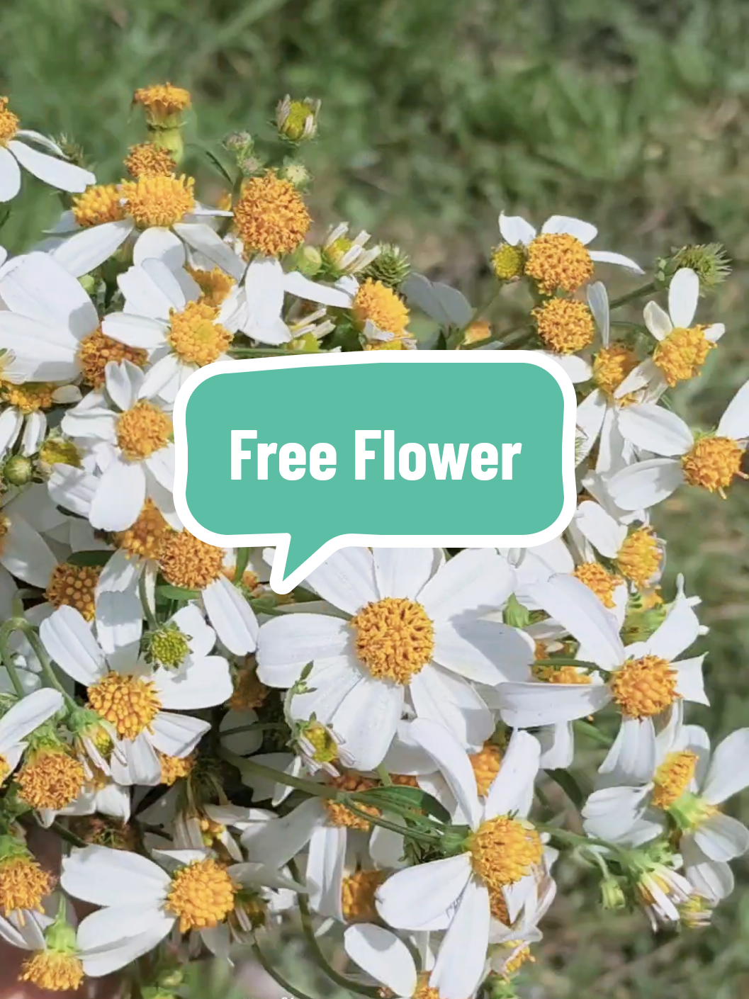 ดอกประดับแจกันฟรีๆแบบง่ายๆ ไม่ต้องเสียเงิน  #ดอกก้นจ้ำขาว #flowers  #slowdripcoffeesanpatong  #คาเฟ่สันป่าตอง  #nature 