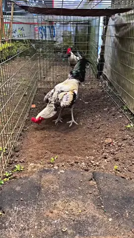 ayam Pama kalau salah rawatan nya bisa bisa jdi untulan hihi!! #ayampama #fypシ゚ 