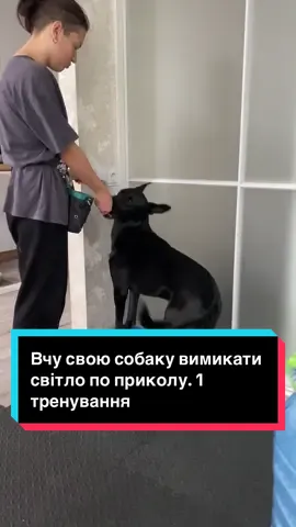 У відео побачила декілька помилок зі свого боку, знайдете які?) #кінологірпінь #кінолог #кінологбуча #кінологкиїв #собачники 