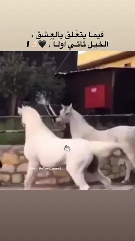 فيما يتعلق بالعشق الخيل تاتي اولاً 🖤