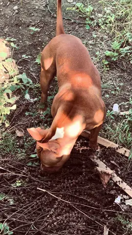 შერი ✌🏼😤🖤 #pitbull 