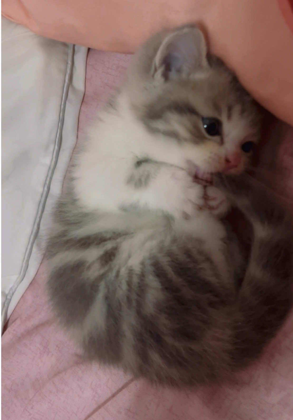 Cute thế nhò :))) #cat #xuhuong #cute #meo #pets 