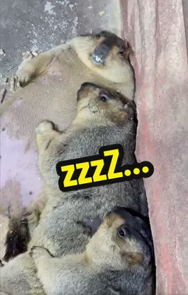 すやすや😴 sleep....zzzZ  #marmot #マーモット #マーモット叫び #動物 #animal #zzz #sleep 