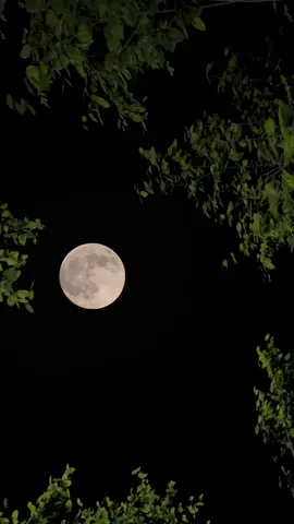 #CapCut  أنتَ مامثلك بشر ‏ياقمر خمسة عشر زاد هميّ و السهر من هواك و من غلاك#القمر #تصويري #قوالب_كاب_كات #fyp 