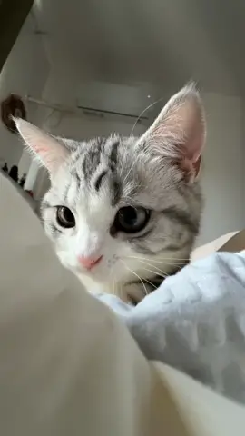 📽 De @Tank One e meio libra🐱 | Dy #catloversclub  🫵🏽  #Evolução #Motivação #reels #reelsinstagram 