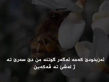 ئافرەتا موسلمان پێتڤیە یا هوسا بیت بو بیر و باوەرێن خو#السلفیة 🌻