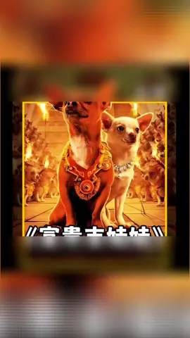 #လမ်းပျောက်သွားတဲ့ခွေးလေးကိုလုံခြုံရေးခွေးကြီးတစ်ကောင်ကကယ်တင်ခဲ့ပုံ#recapfilmes 