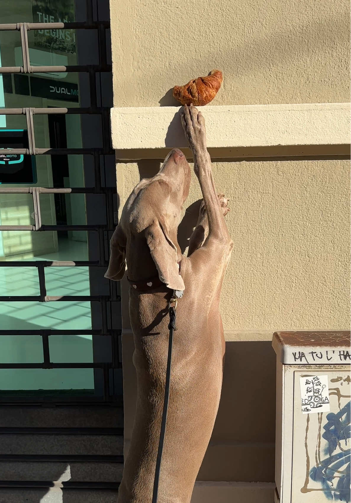 Gabriella non HA fame Gabriella È la fame  #weimaraner #weim #dog 