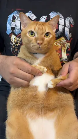 #ทาสแมว #แมวส้ม #cat #ทาสแมวก็งี้แหละ แมวอกหัก😻