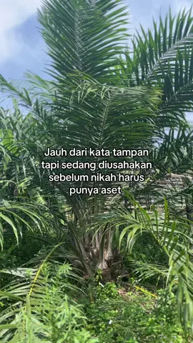 #sawit #sawitontiktok 