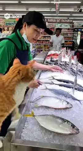 korban salah tangkap😂 #AI #viral #fyp #trending #kucing 