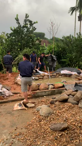 Bể cá koi phương pháp tự nhiên . Vượt nắng thắng mưa . Cố gắng song sớm cho bác chủ nhà . 