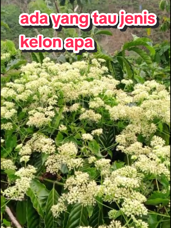 ini konsepnya gimana  #kebonkopi #petaniindonesia #petanimilenial 