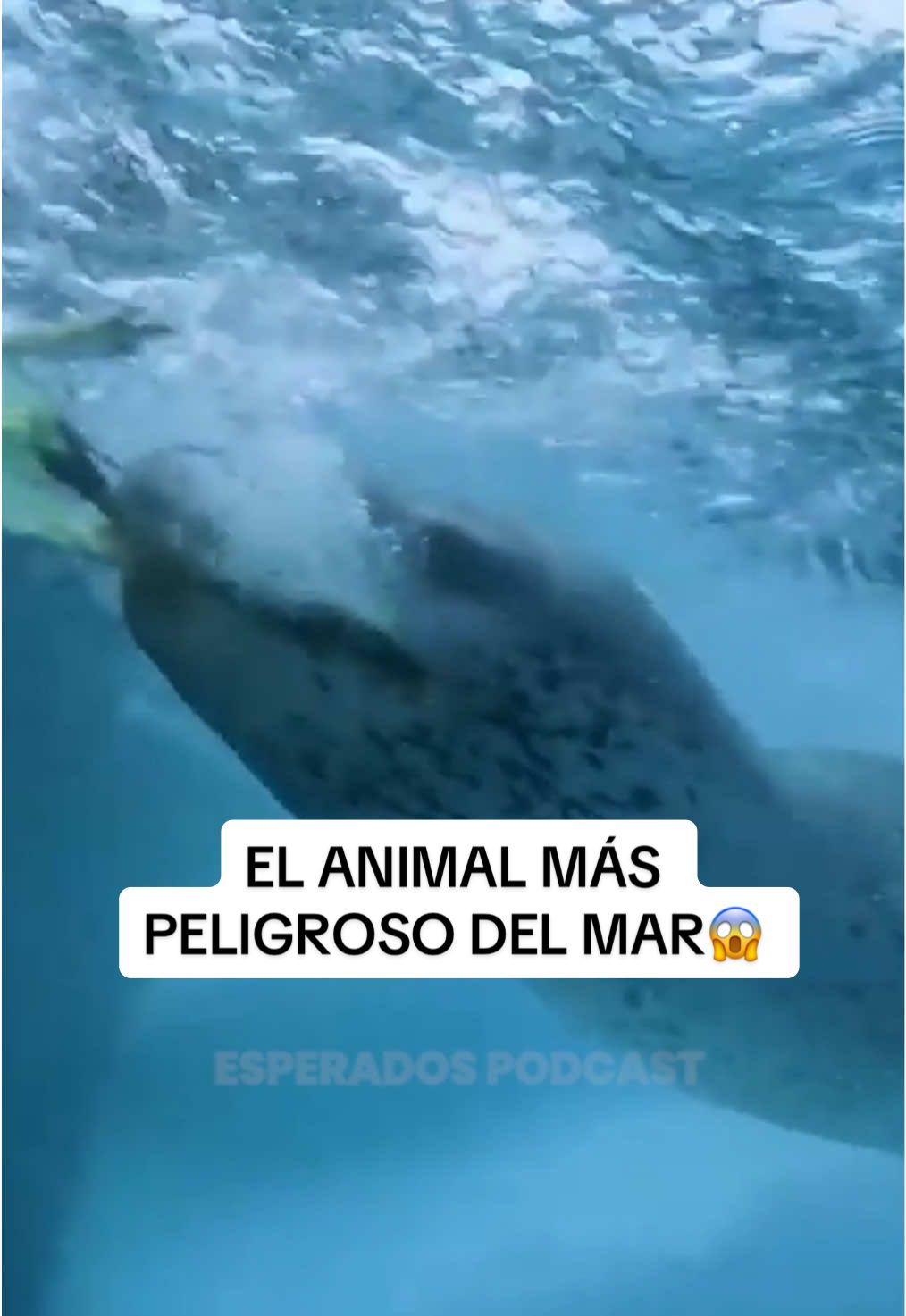Sabéis que animal es? Os leo! EXPERTA EN TIBURONES PODCAST link en la biografía #tiburon #animales #curiosidades 
