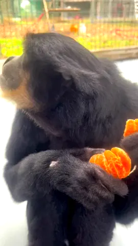 Siamang snack time #siamang #primate #ape #animals #sanctuary 